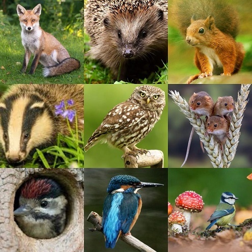 WWF event image Aug 2021