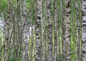 Birch trees 495px