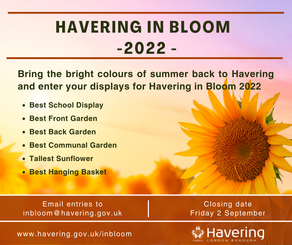 Havering in Bloom sunflower 2022