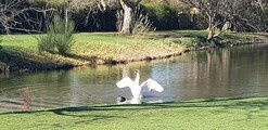 Swan on lake - Havering parks