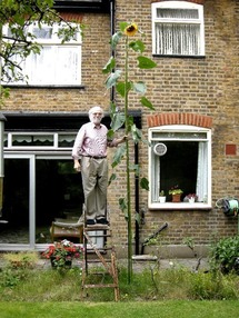 John Prentice Sunflower Havering in Bloom 2023 13.5ft