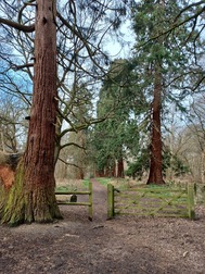 Giant Redwoods in Havering