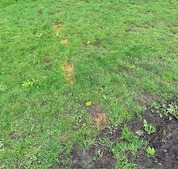 damaged grass verges pic