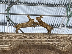 Tithe Barn Boxing Hares