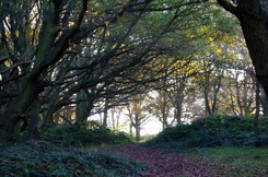 Havering ancient trees