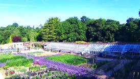 Bedfords Park walled garden