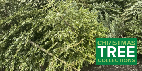 Pile of Christmas trees with text that reads Christmas tree collections