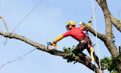 A worker cutting a branch off of a tree. 