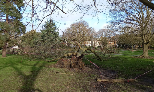 Fallen tree in a park with hazard tape around it