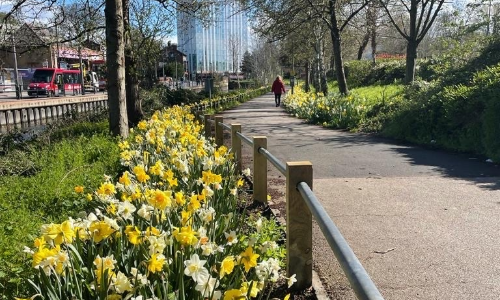 Daffodils along the Wandle Trail 