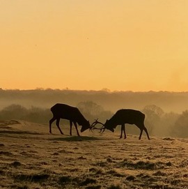 Two stags rutting on a foggy hillside in Richmond Park