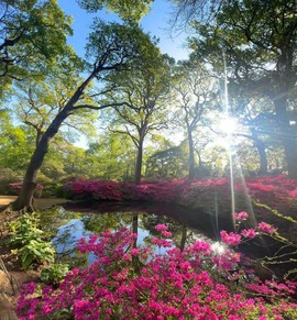 Isabella Plantation - @mandsby