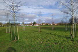 young birch trees in carlisle park