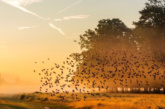 BIrds in Bushy Park by @suelind7