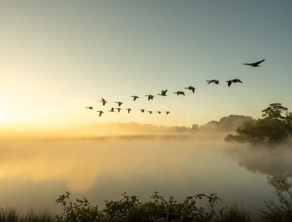 Richmond Park sunrise by nick365