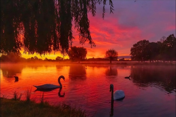 Bushy park by suelind7