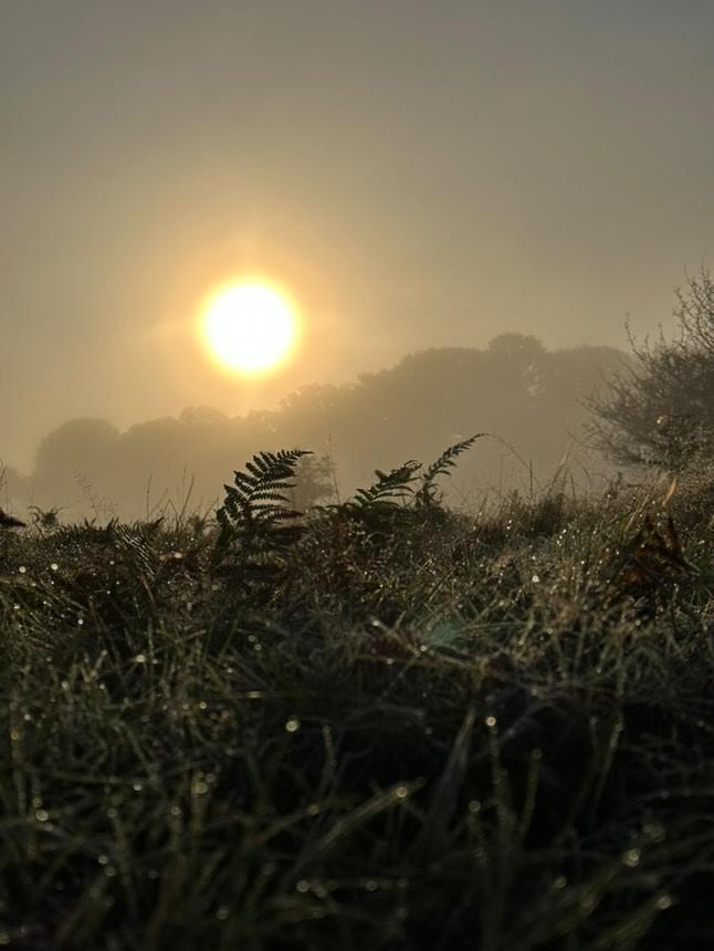 Bushy Park by @keri_cherry