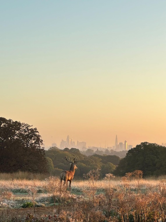 Richmond Park keri_cherry