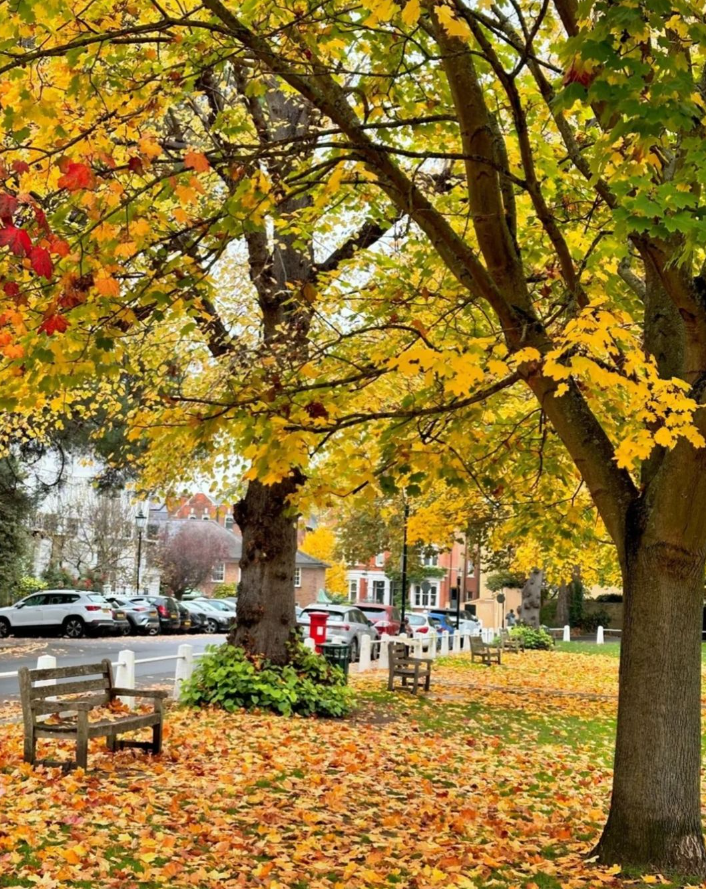 An autumnal photo of Richmond Green