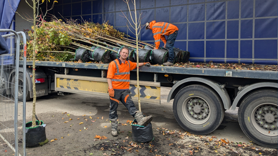 Tree delivery crew mid-delivery