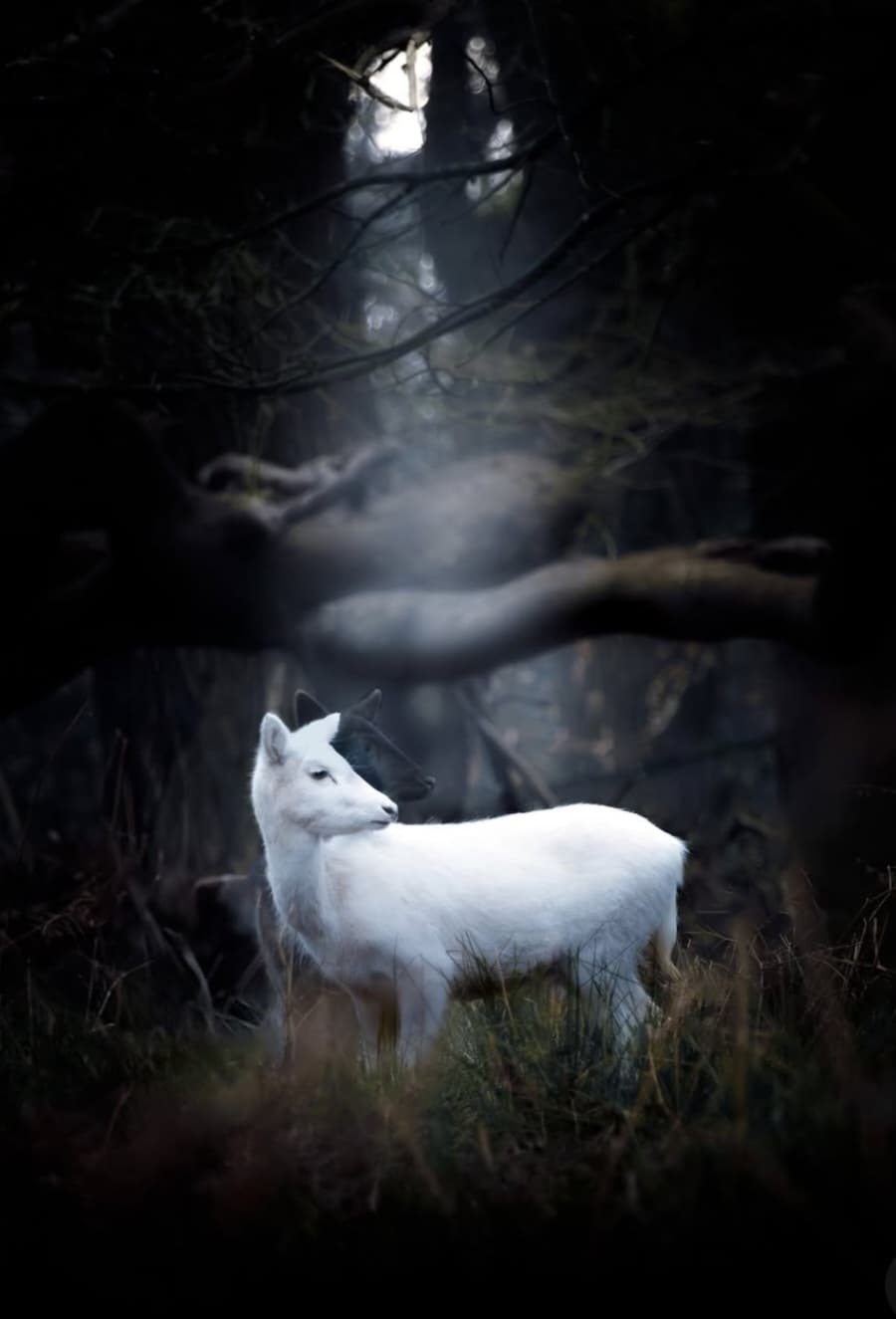 A photo of a young, white deer in Richmond Park