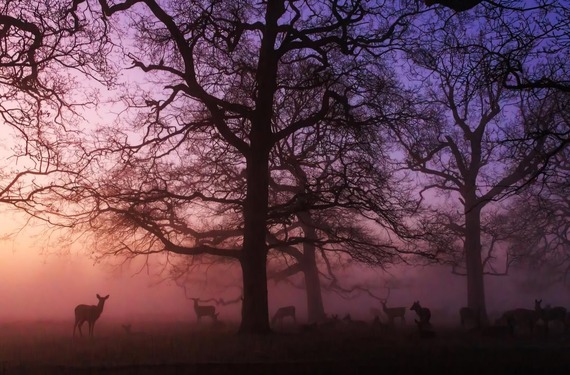 Bushy Park by @suelind7