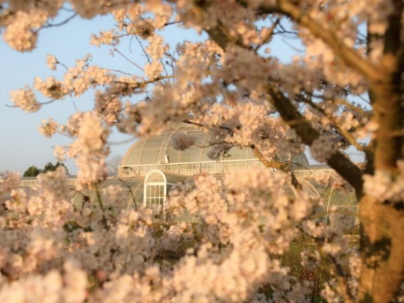 Kew Gardens in spring by wgillhamphoto