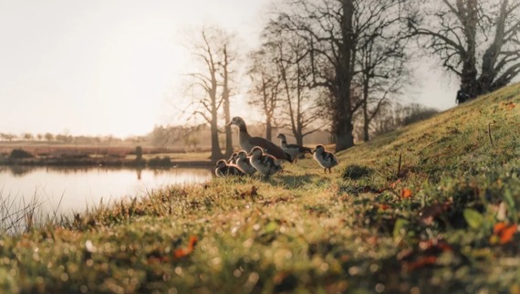 Richmond Park antomoc