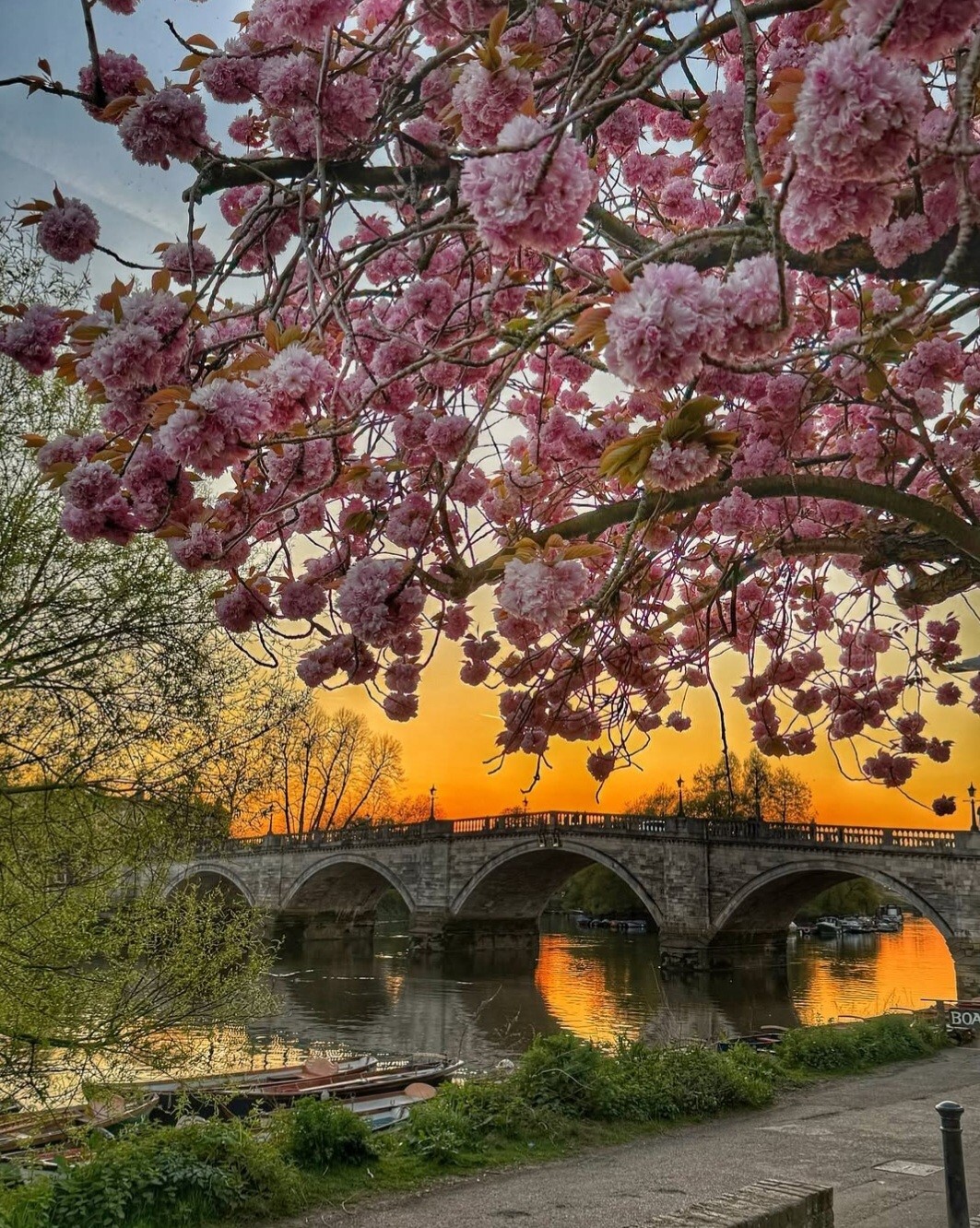 Richmond Riverside blossom @notacutebow