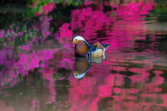 Isabella Plantation adventureinfilm