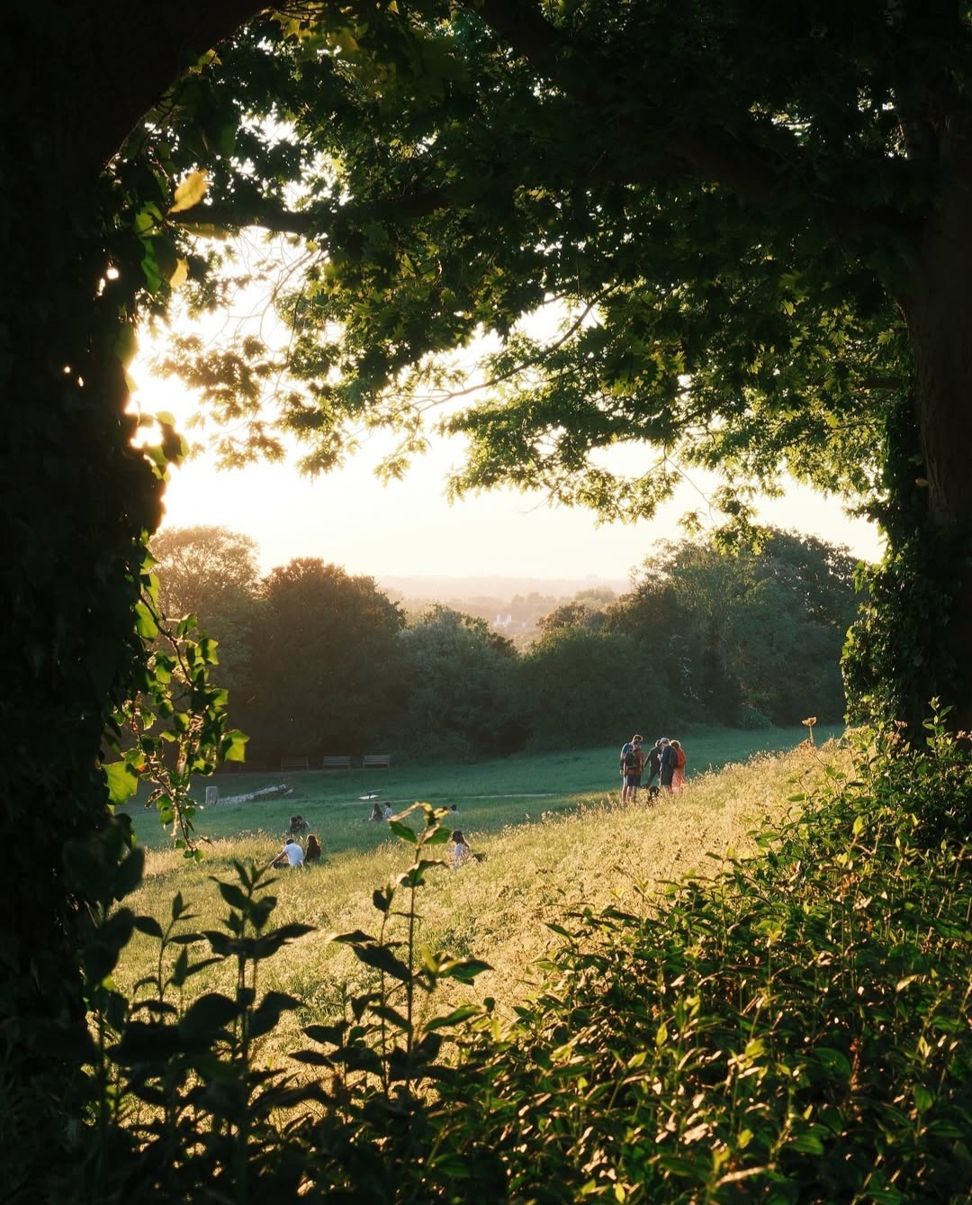 Terrace Gardens by @simo_still