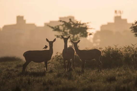 Richmond Park by @antomoc