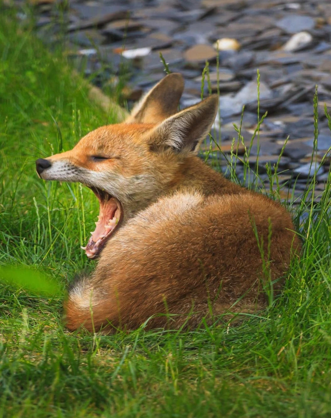 Fox in Twickenham, wgillham_photo