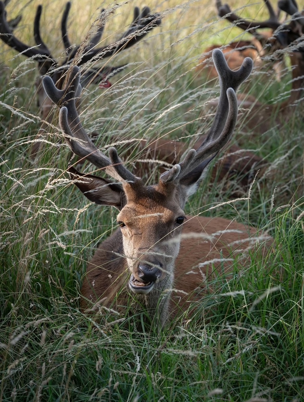 A photo of a deer in Richmond Park