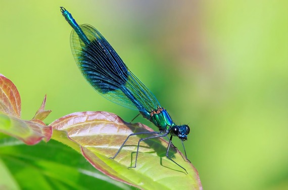 Banded Demoiselle suelind7