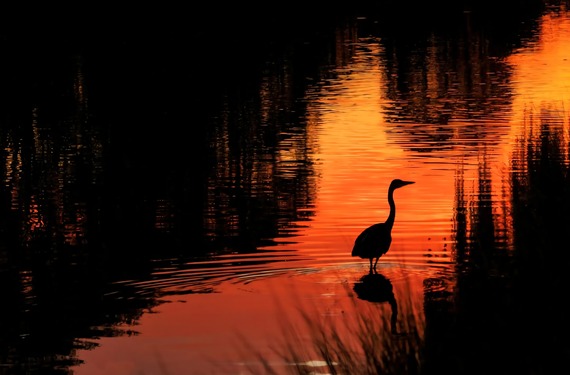 Bushy Park heron @suelind7