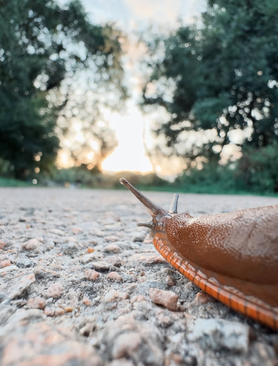 Snail's Perspective by @simo_still