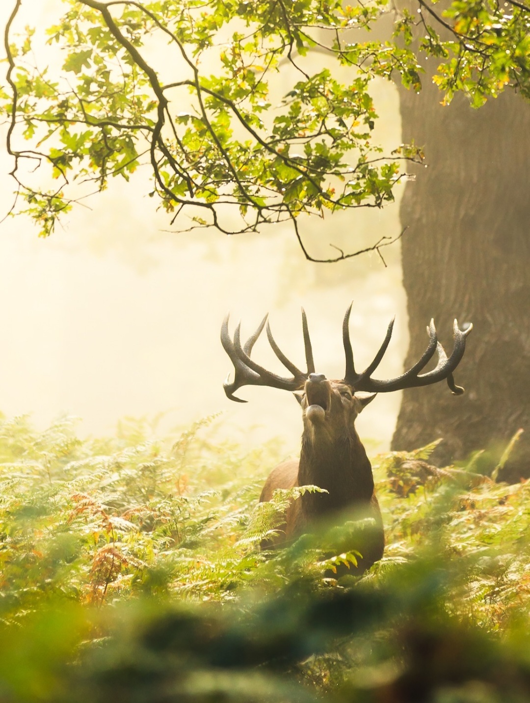 Stag in Richmond Park by @wgillham_photo