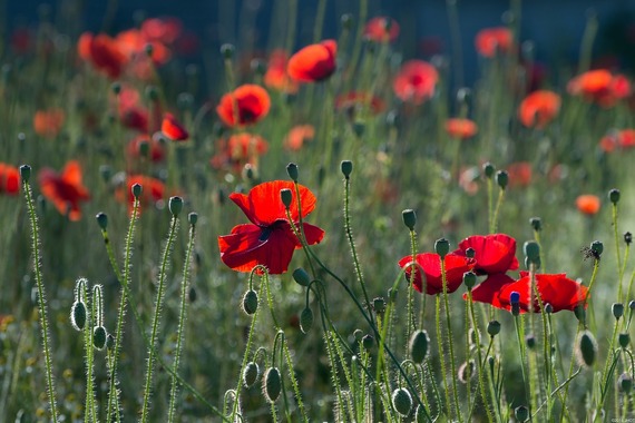 poppies