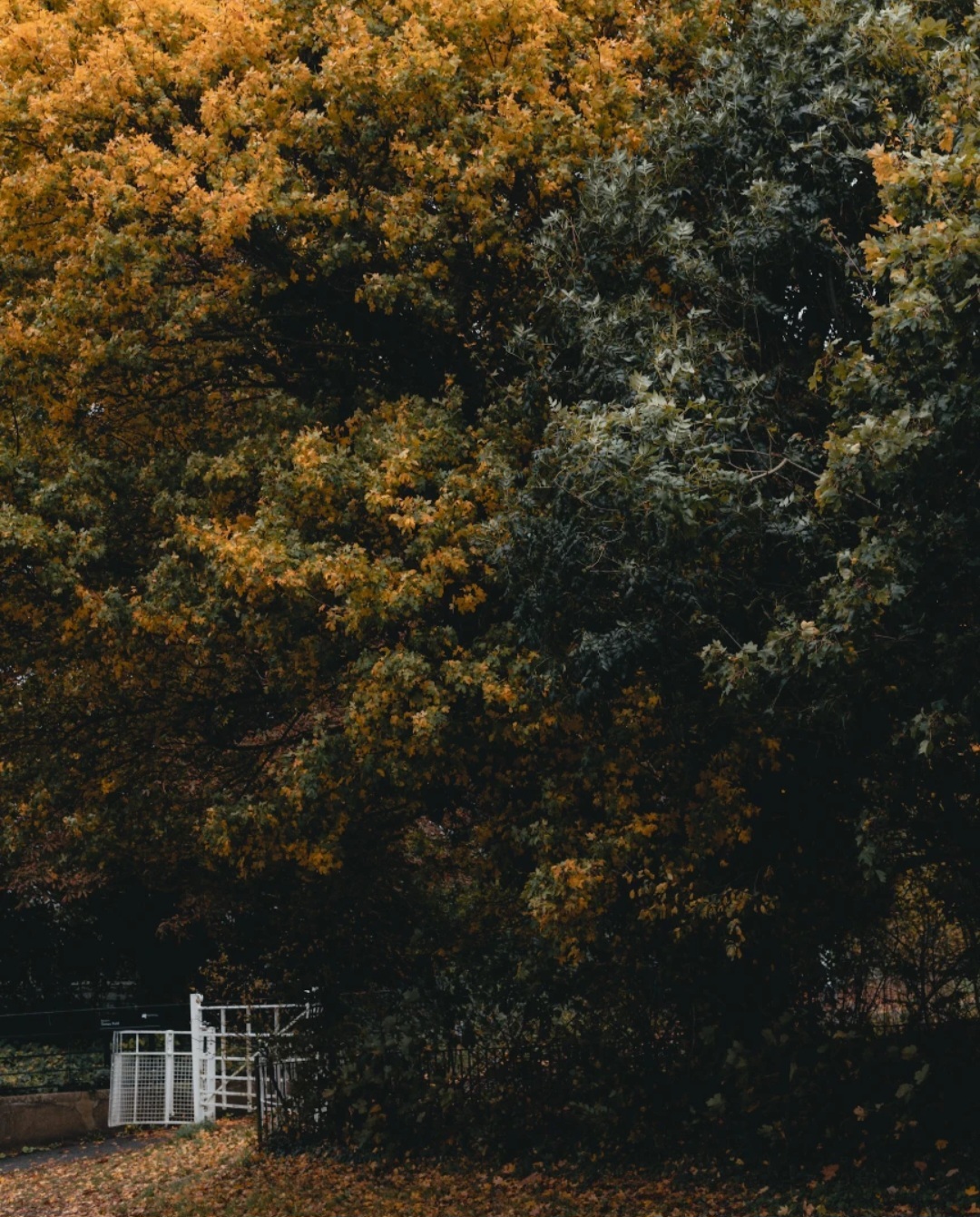 Autumn colours by @postcards_pictures