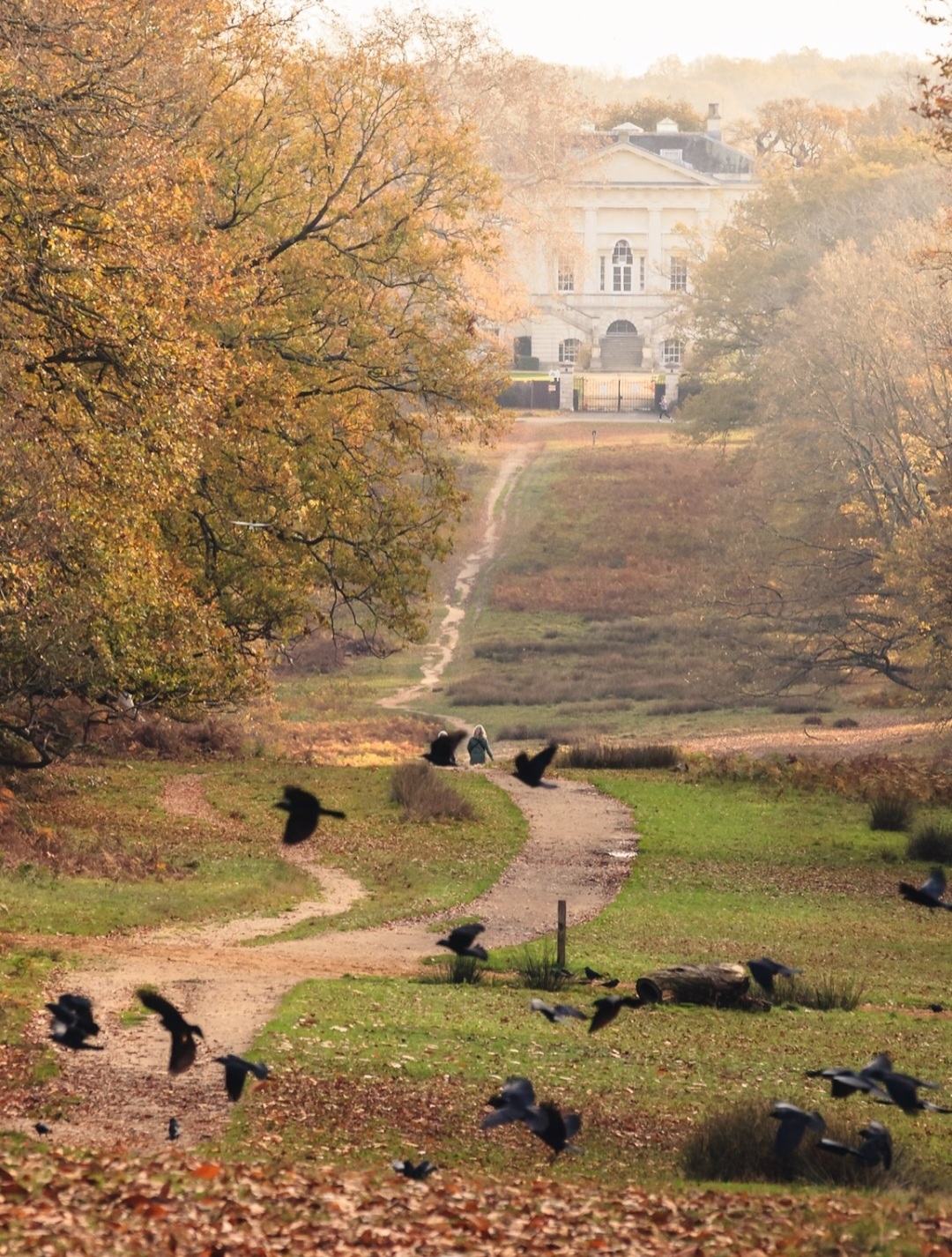 Richmond Park end of autumn by @wgillham_photo