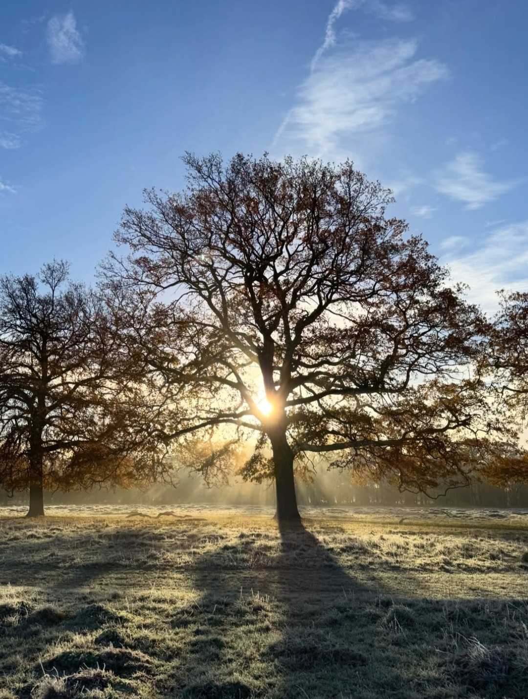 Bushy Park raminder_x