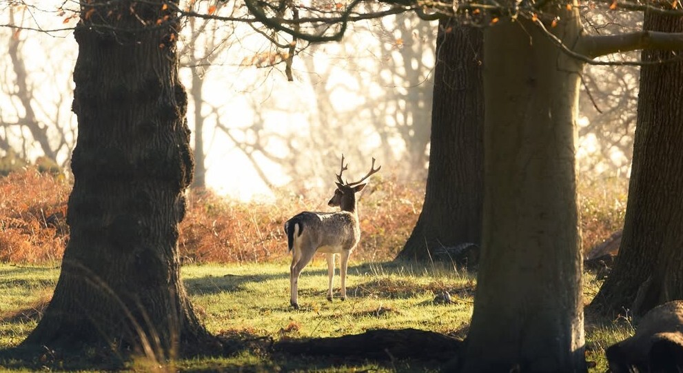 Richmond Park by @wgillham_photo