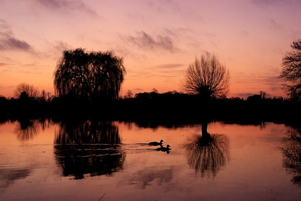 Bushy Park sunrise suelind7