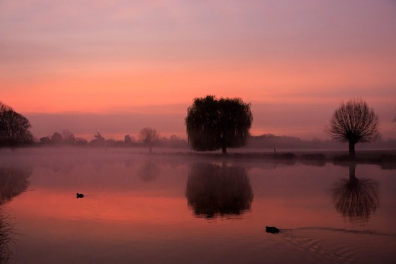Bushy Park Sue Lindenberg