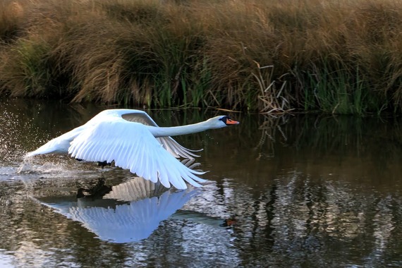 Low flying swan, captured by Sue Lindenberg