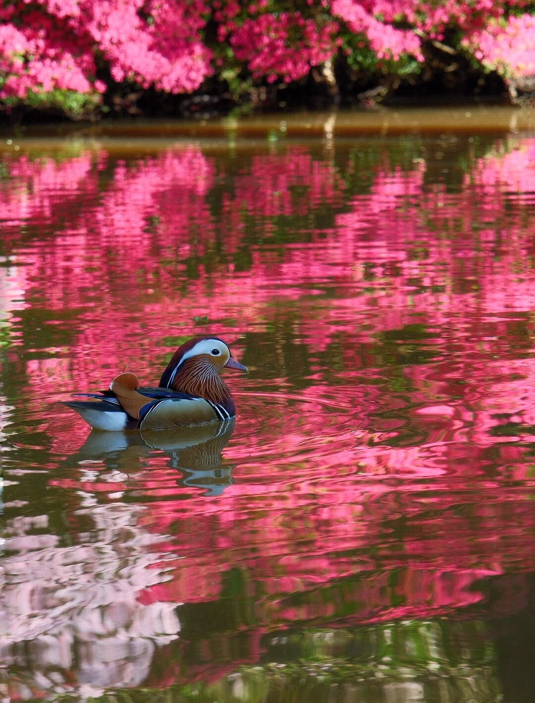 isabella plantation colei_che_mi_se_crede_