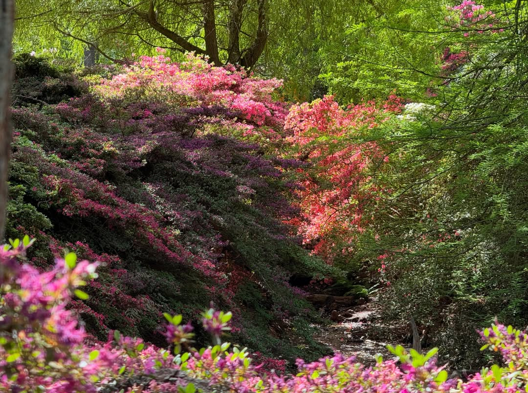 bluetrees132 Isabella Plantation