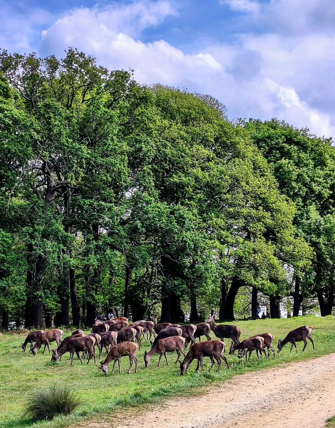 Richmond Park, captured by @cleversoncostah