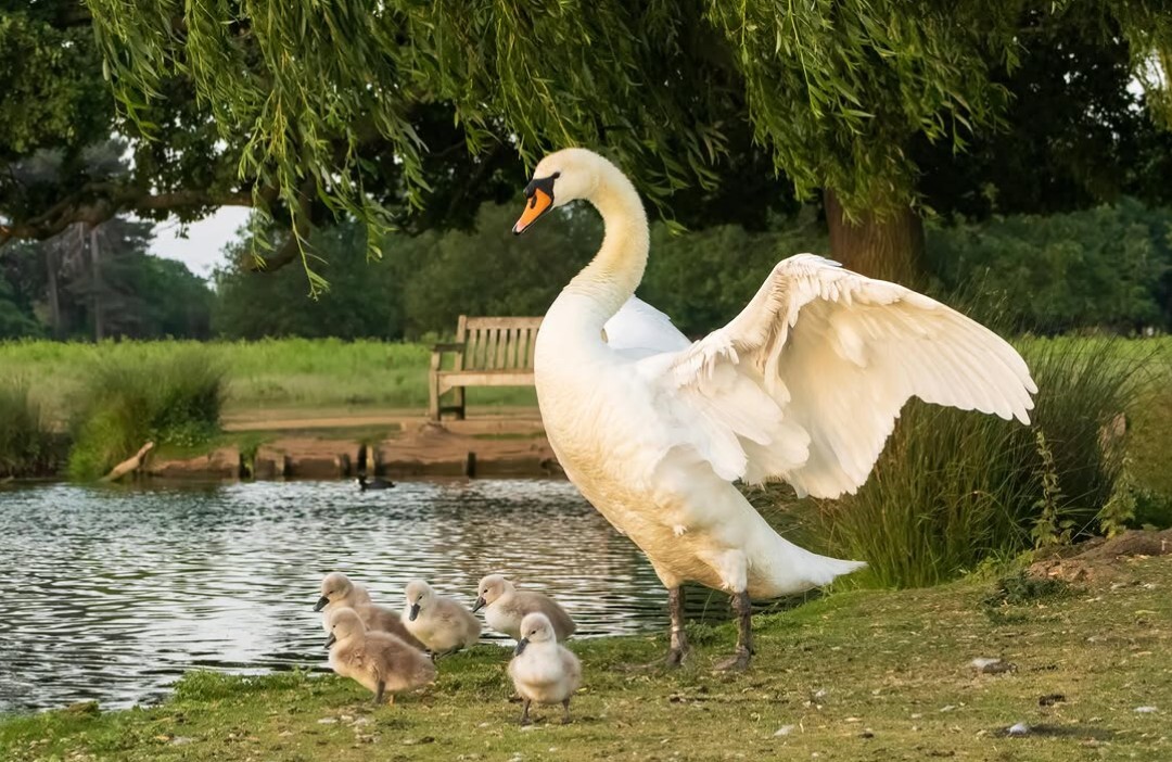 suelind7 cygnets